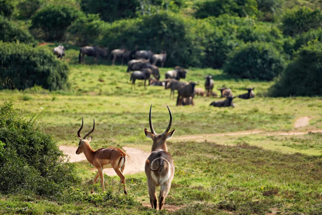 Schotia Reserve Safari