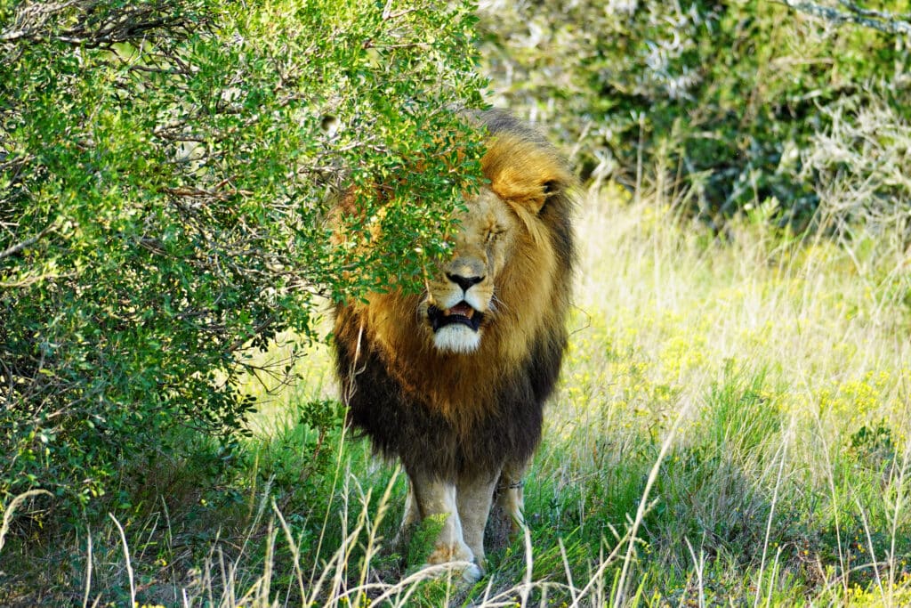 Schotia Reserve Safari