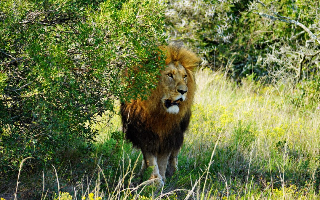 Schotia Private Game Reserve: Meine Safari-Erfahrung am Eastern Cape