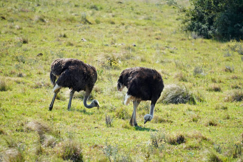 Schotia Reserve Safari