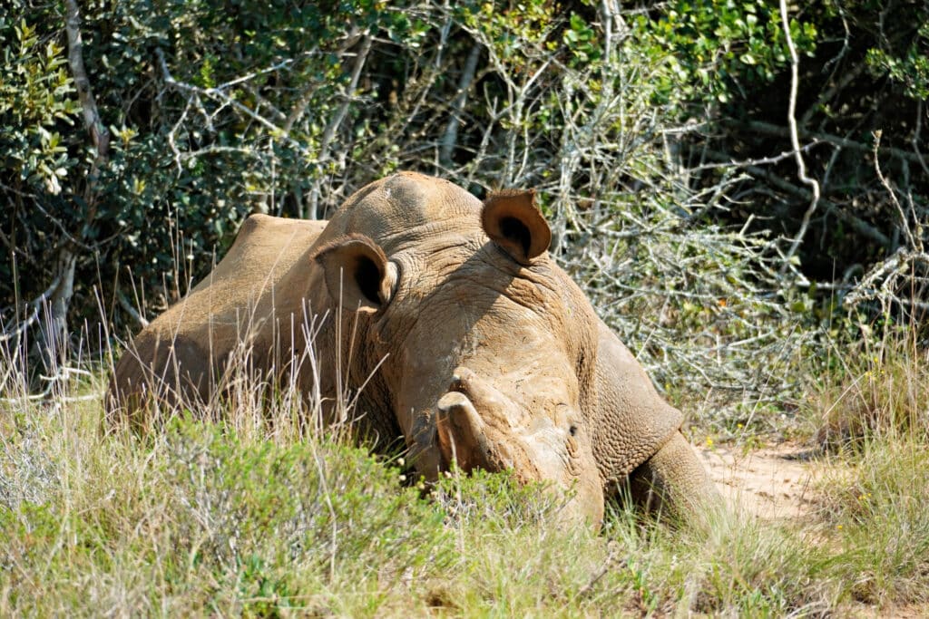 Schotia Private Game Reserve