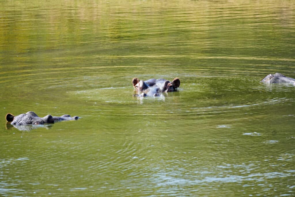 Schotia Reserve Safari