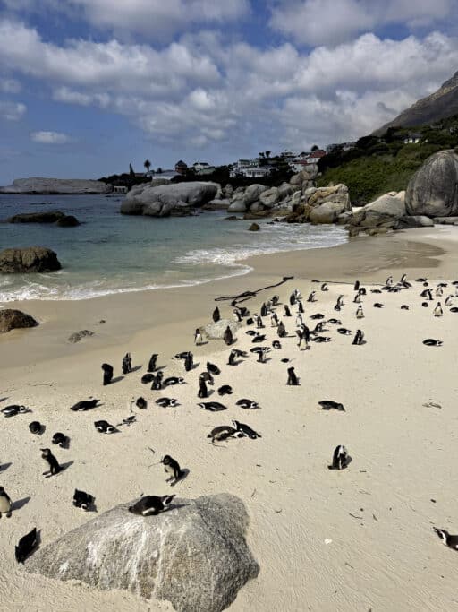 Boulders Beach in Simons Town - Pinguine am Kap der Guten Hoffnung