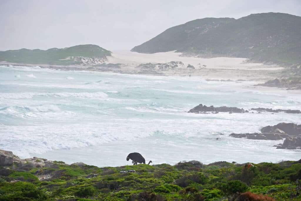 Roadtrip von Kapstadt zum Kap der Guten Hoffnung - schönste Küstenroute Südafrikas