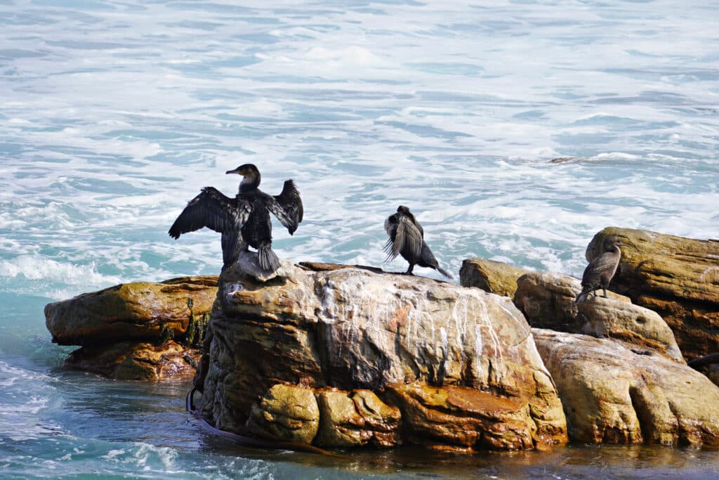 Roadtrip von Kapstadt zum Kap der Guten Hoffnung - schönste Küstenroute Südafrikas