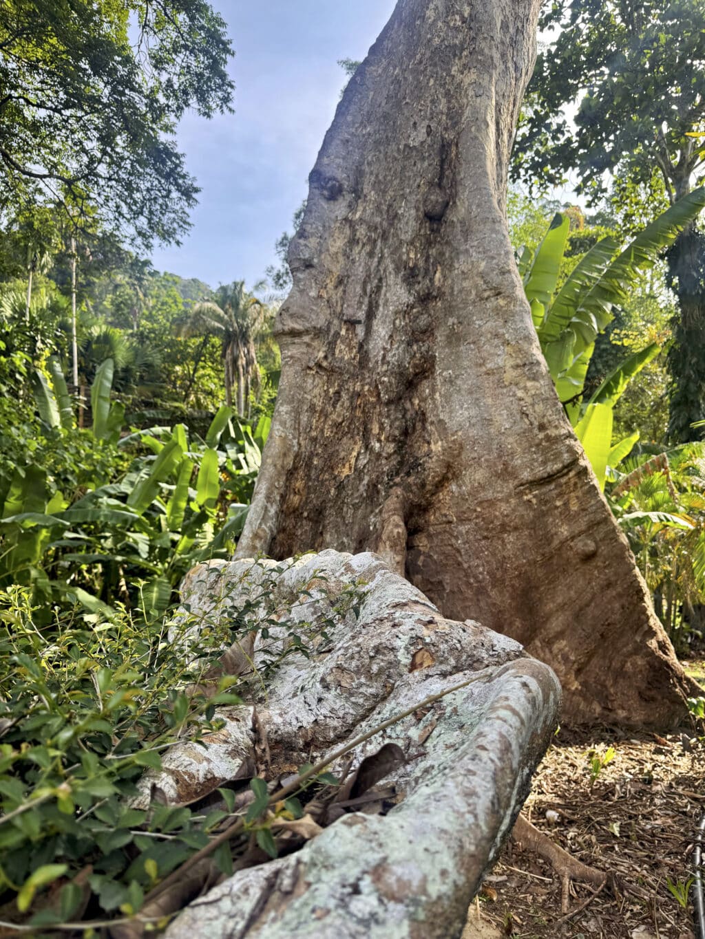 Botanical Gardens George Town