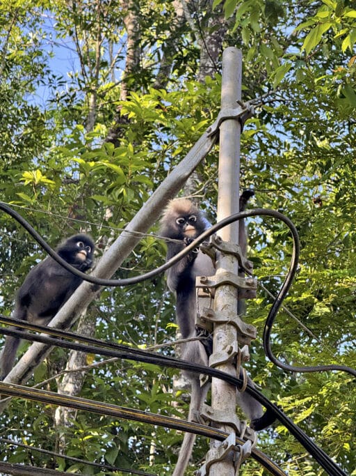 Penang Hill und The Habitat