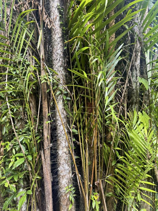 Affen im Botanischen Garten Penang