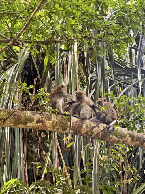 Affen im Botanischen Garten Penang