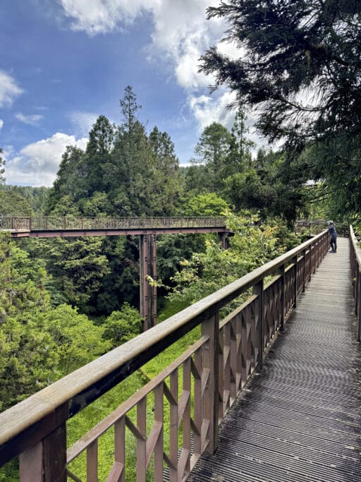 Alishan in Taiwan: die schönsten Trails, Teeplantagen und Tipps zur Anreise