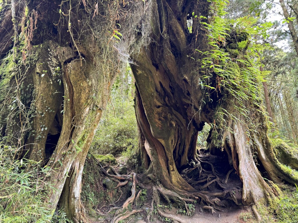 Alishan Sehenswürdigkeiten und Highlights