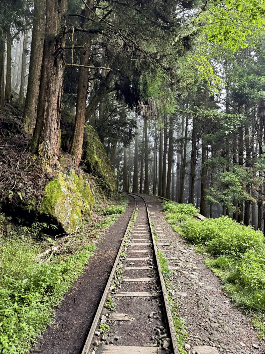 Alishan in Taiwan: die schönsten Trails, Teeplantagen und Tipps zur Anreise