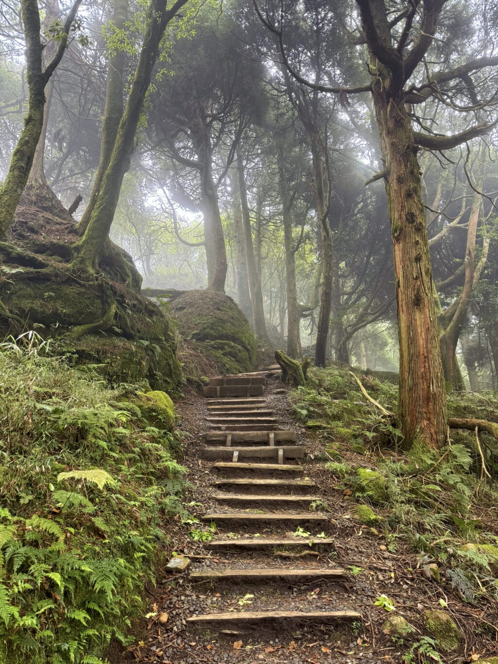 Mianyue Line Trail - Alishan