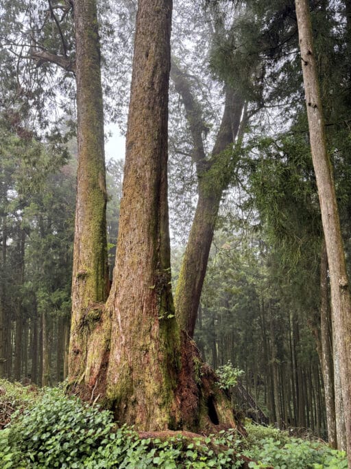 Shuishan Giant Tree Trail