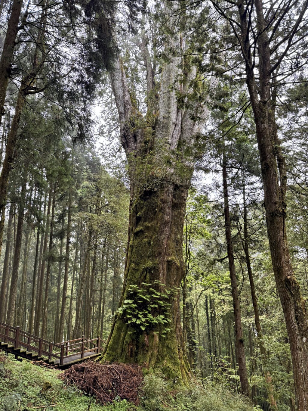 Shuishan Giant Tree Trail