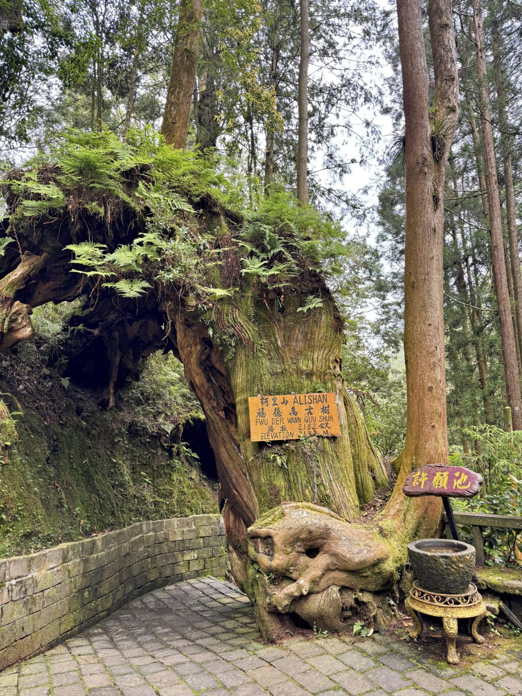 Alishan in Taiwan: die schönsten Trails, Teeplantagen und Tipps zur Anreise