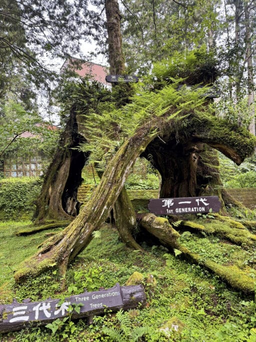 Shuishan Giant Tree Trail