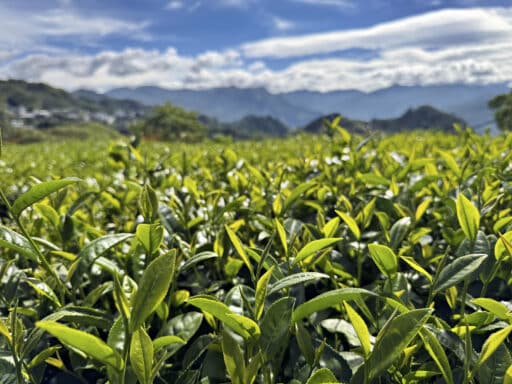 Teeplantage in Alishan