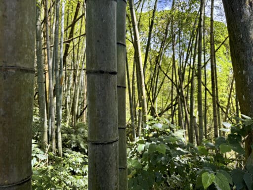 Alishan Sehenswürdigkeiten und Highlights