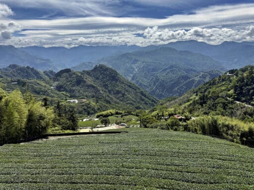 Alishan in Taiwan: die schönsten Trails, Teeplantagen und Tipps zur Anreise