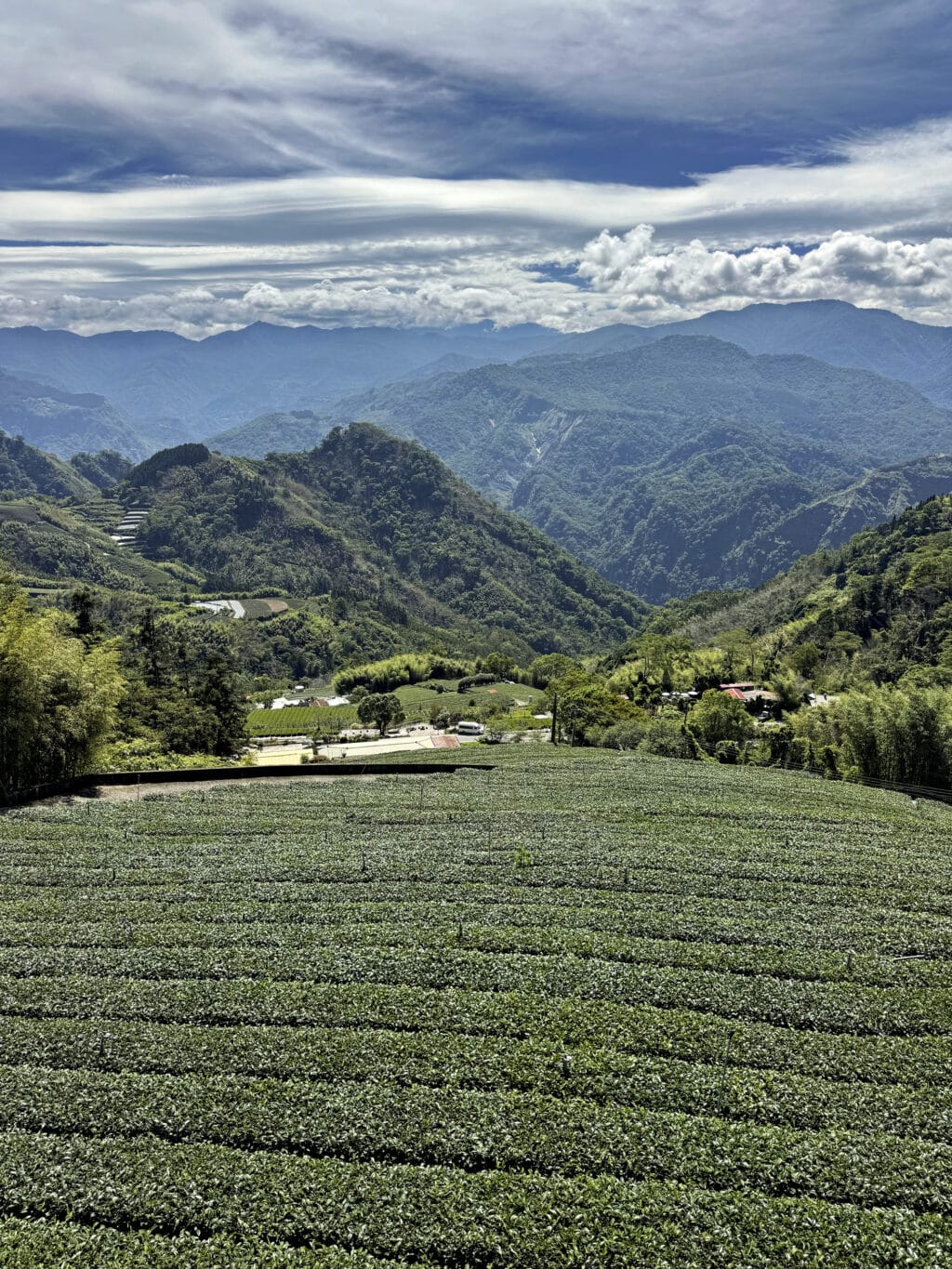 Tea and Mist Trail in Xiding