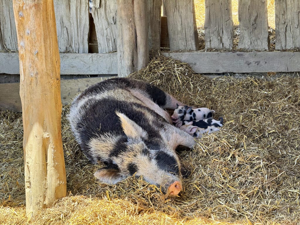 Mount Vernon in Fairfax County, Virginia: Farm