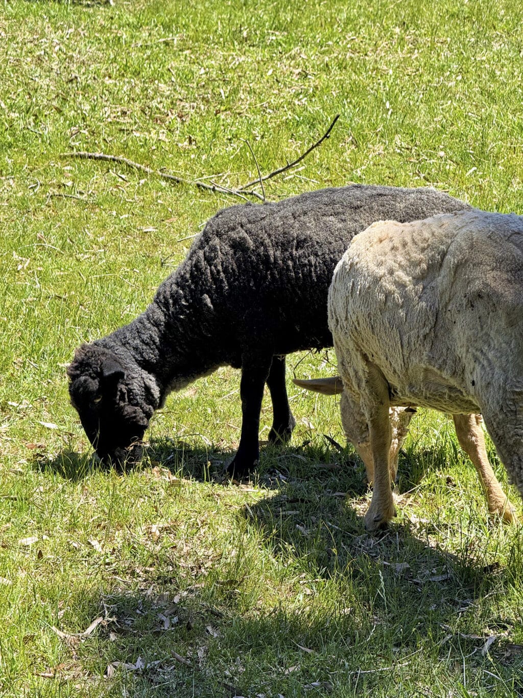 Die Tiere auf Mount Vernon