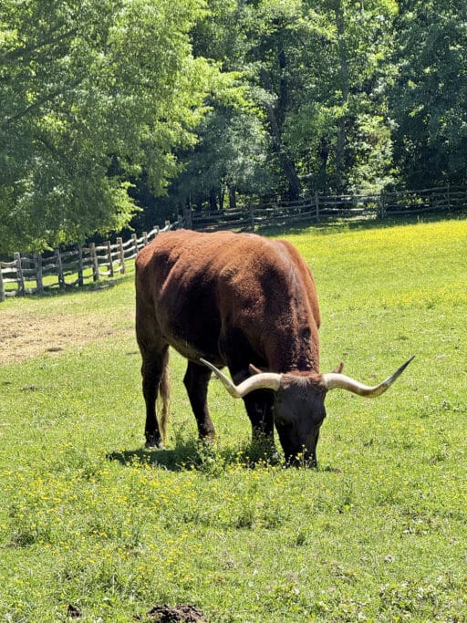 Die Tiere auf Mount Vernon