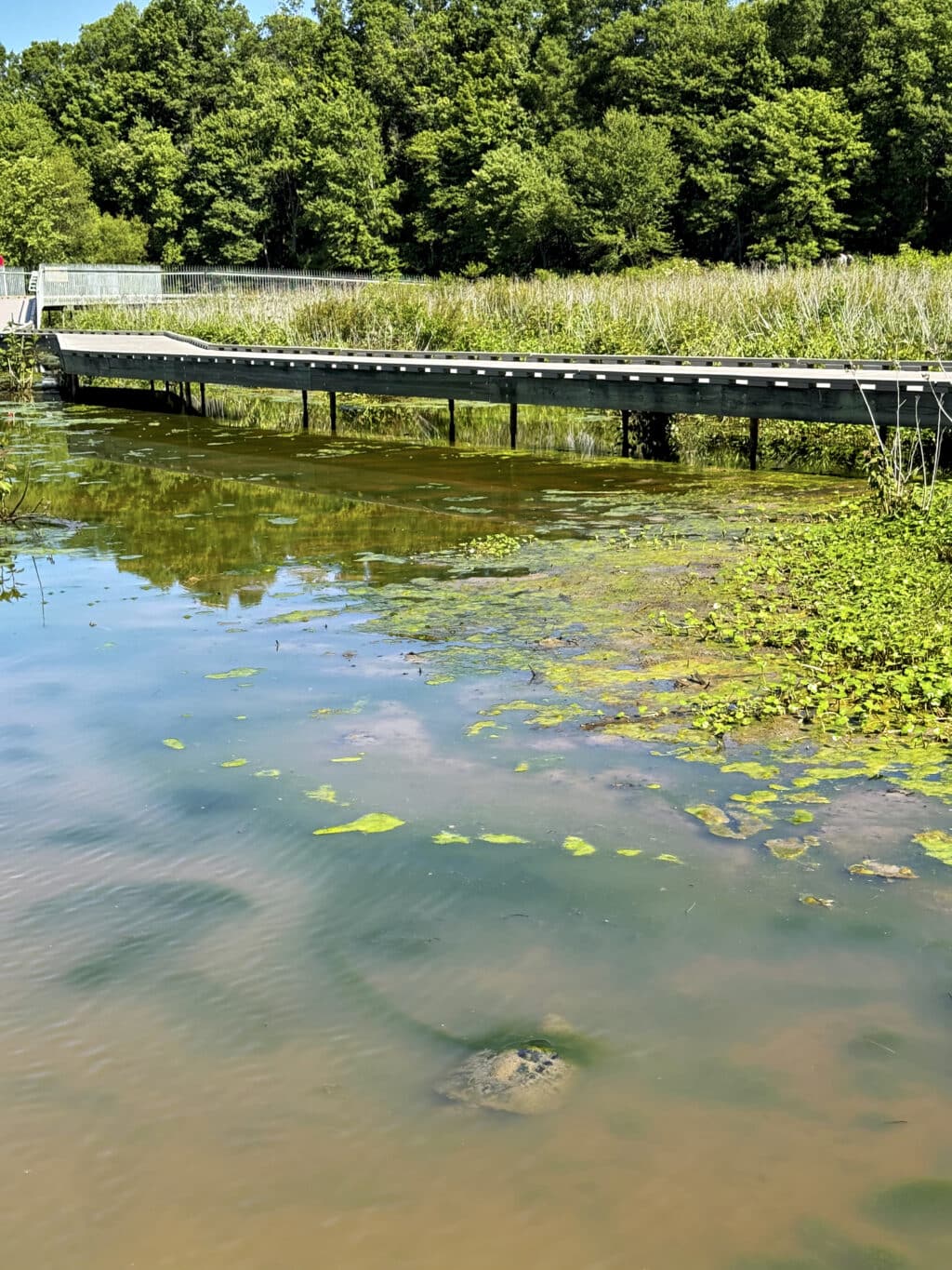 Huntley Meadows Park