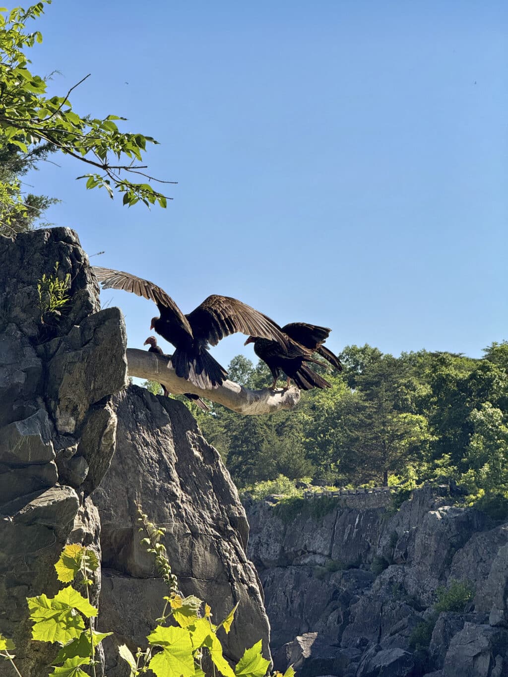 Great Falls Park