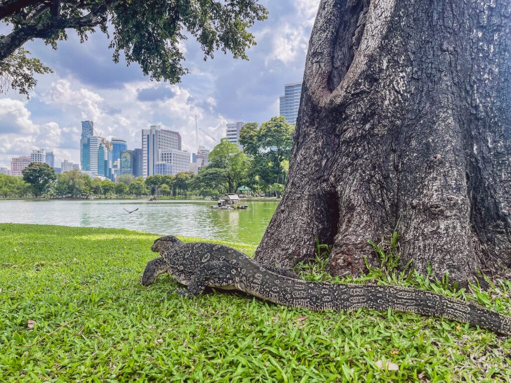 Lumphini Park Bangkok - Tipps für euren Besuch bei den Waranen
