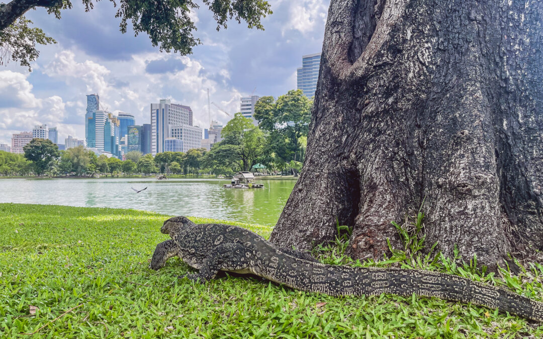 Lumphini Park Bangkok – Tipps für euren Besuch bei den Waranen