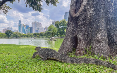 Lumphini Park Bangkok – Tipps für euren Besuch bei den Waranen