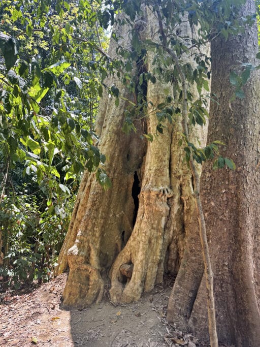 Mu Ko Lanta Nationalpark: Wandern, Strände und Tipps für euren Besuch