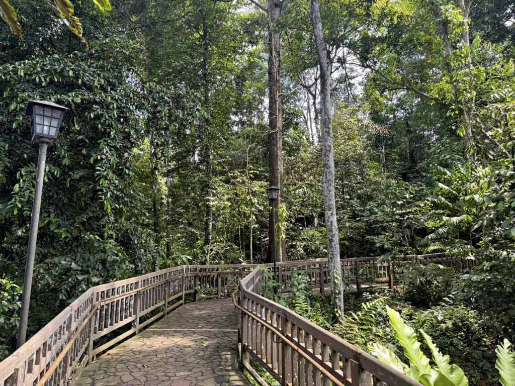Das Bukit Timah Nature Reserve: Regenwald und Wandern in Singapur