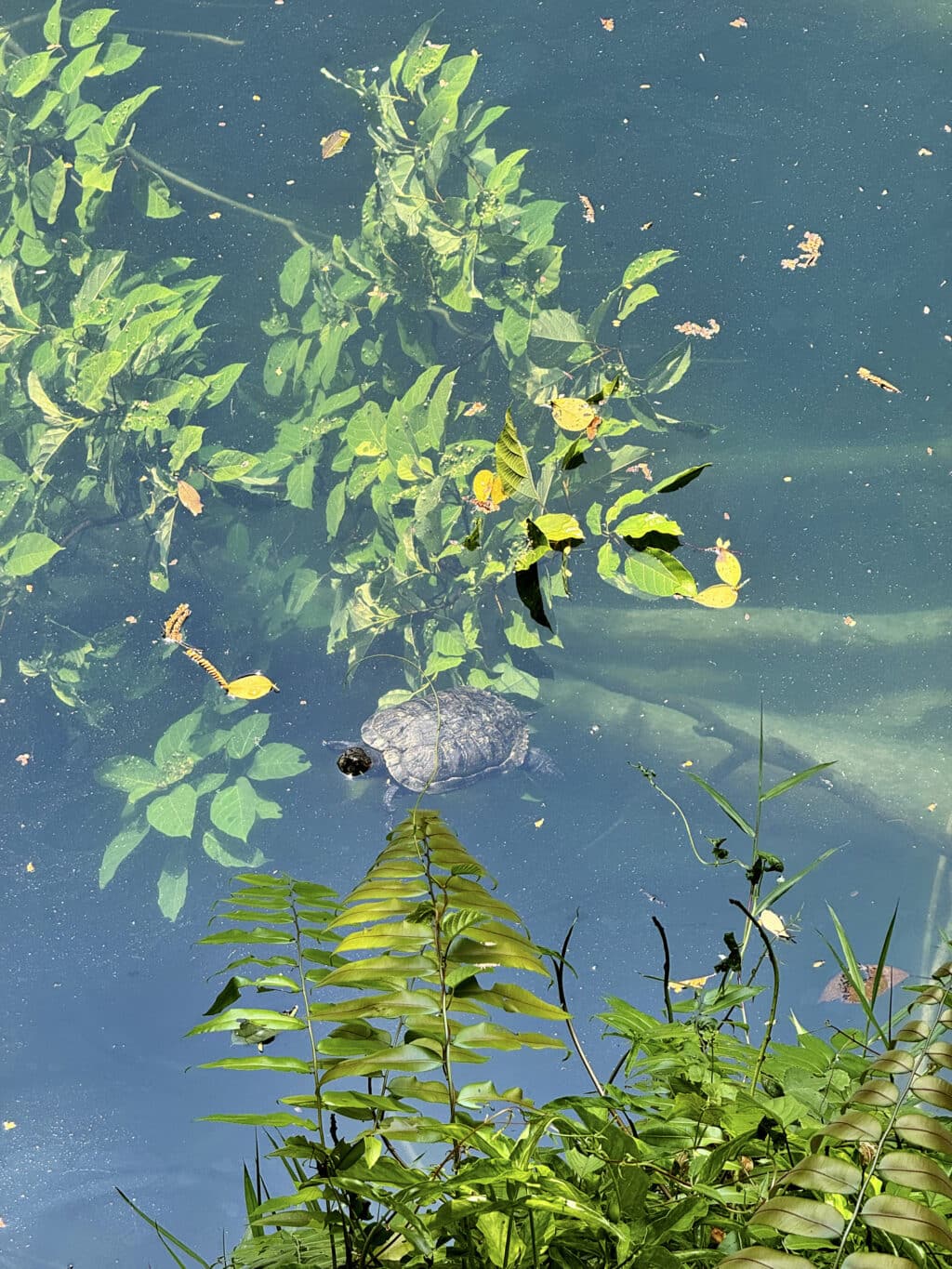Das Bukit Timah Nature Reserve: Regenwald und Wandern in Singapur