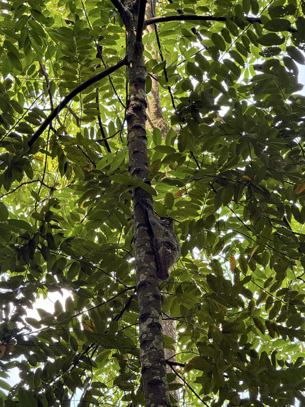 Das Bukit Timah Nature Reserve: Regenwald und Wandern in Singapur