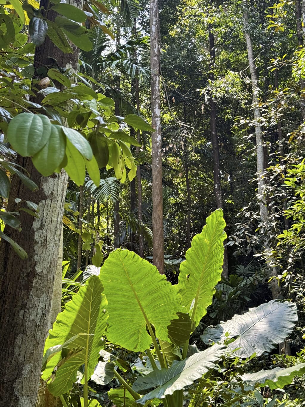 Das Bukit Timah Nature Reserve: Regenwald und Wandern in Singapur