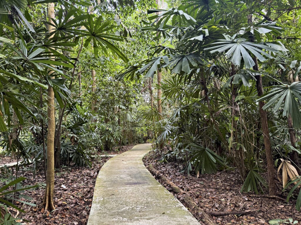 Das Bukit Timah Nature Reserve: Regenwald und Wandern in Singapur
