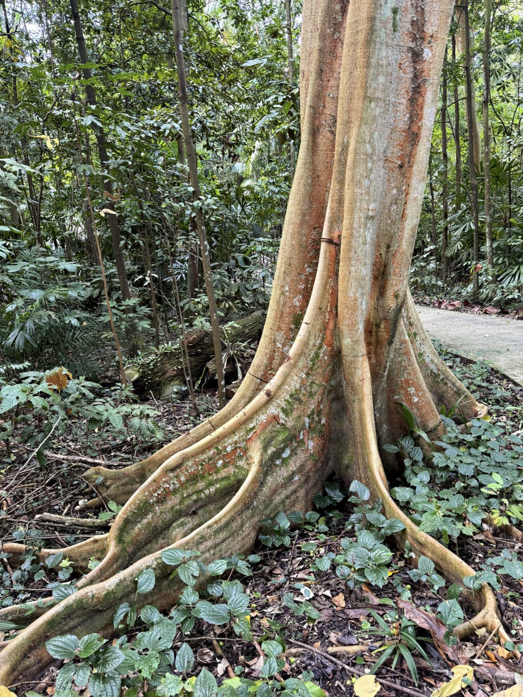 Das Bukit Timah Nature Reserve: Regenwald und Wandern in Singapur
