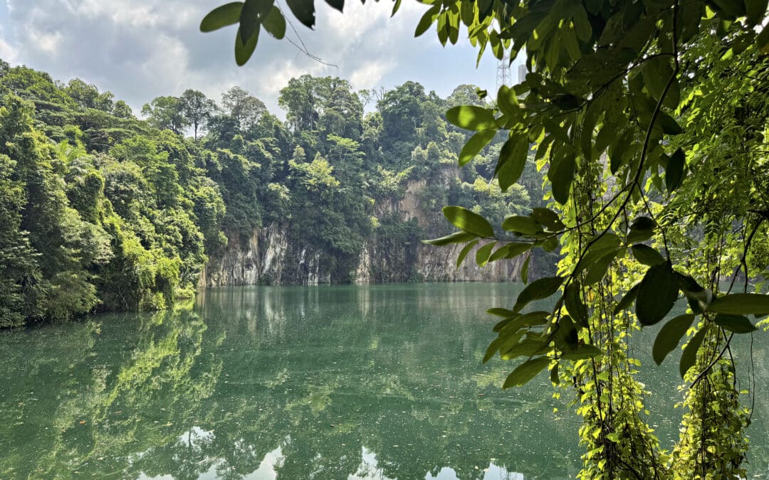 Das Bukit Timah Nature Reserve: Regenwald und Wandern in Singapur