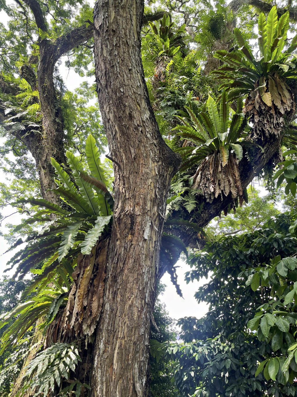 Fort Canning Park Singapur