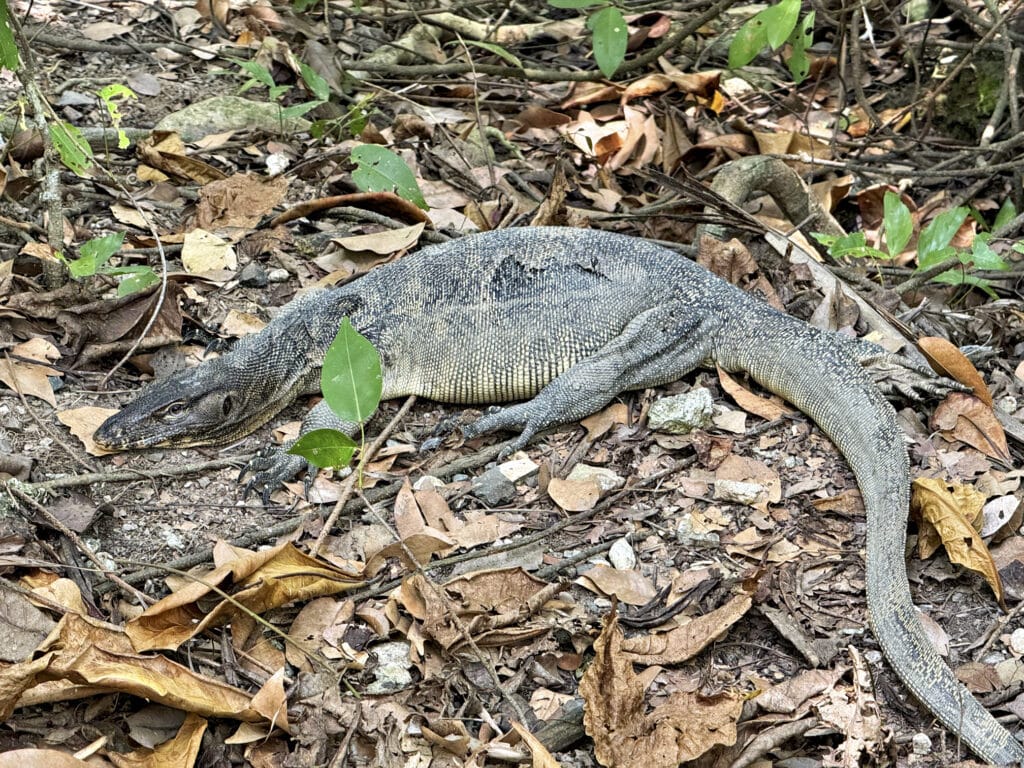 Sungei Buloh Wetland Reserve - Warane