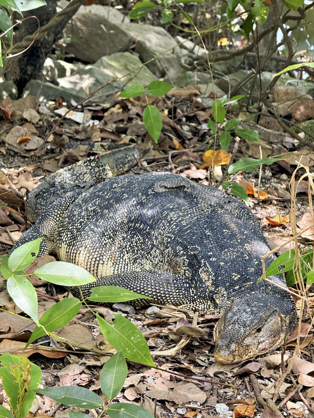Sungei Buloh Wetland Reserve: Singapur zwischen Mangroven und Krokodilen erleben