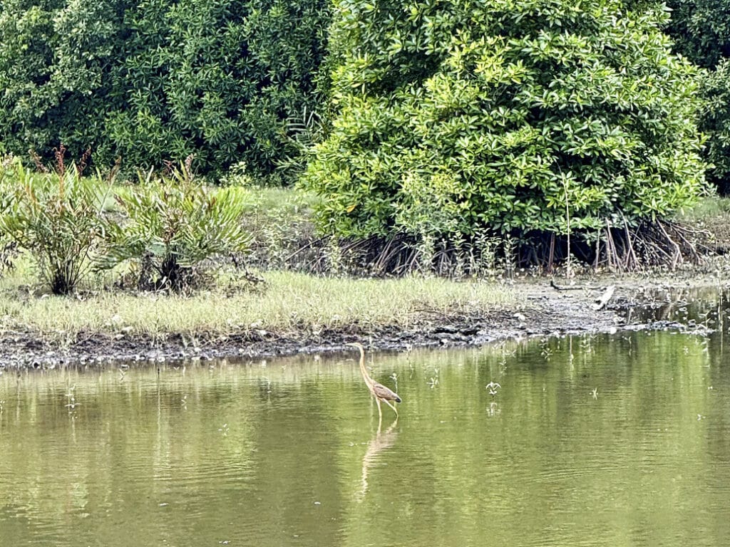 Sungei Buloh Wetland Reserve: Vögel beobachten