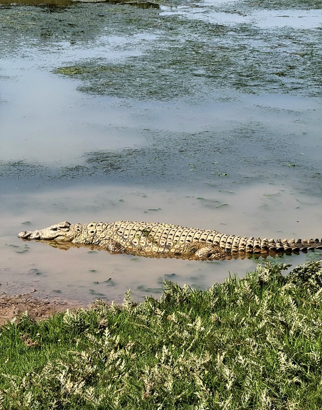 Sungei Buloh Wetland Reserve - Krokodile