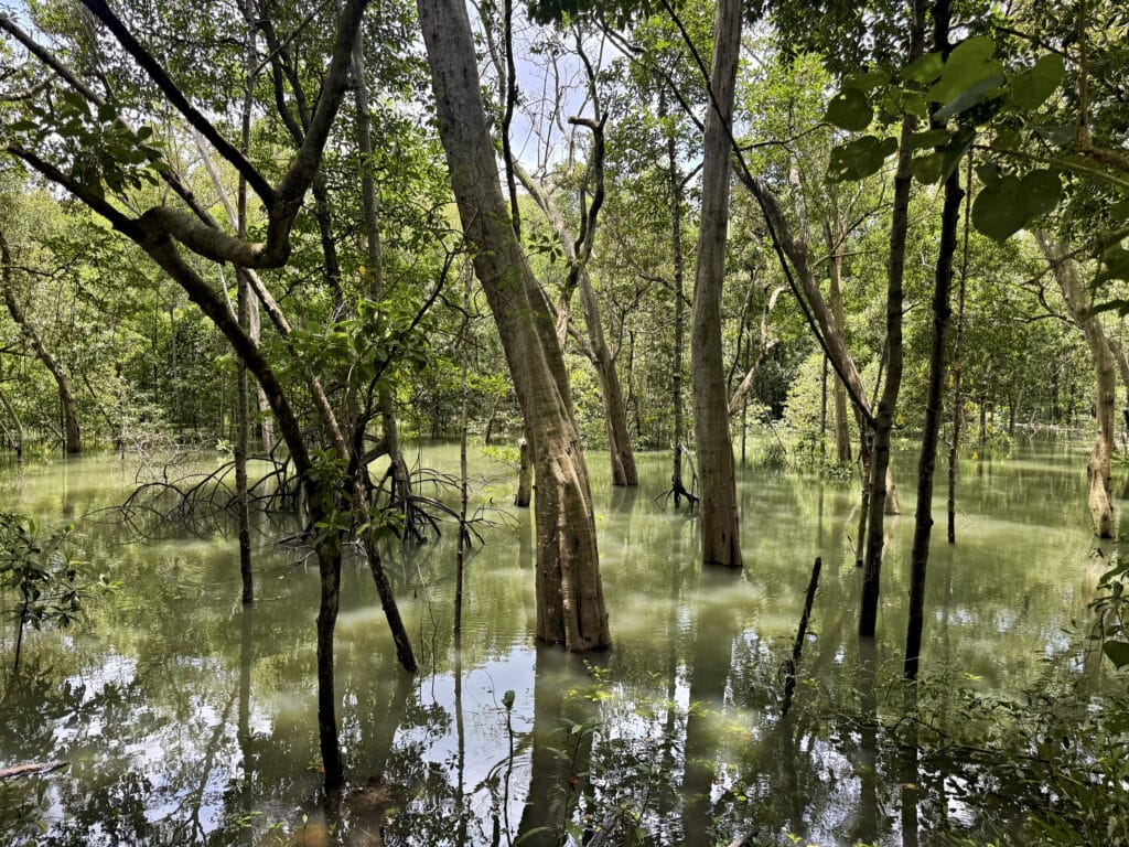 Sungei Buloh Wetland Reserve - Mangrove Boardwalk